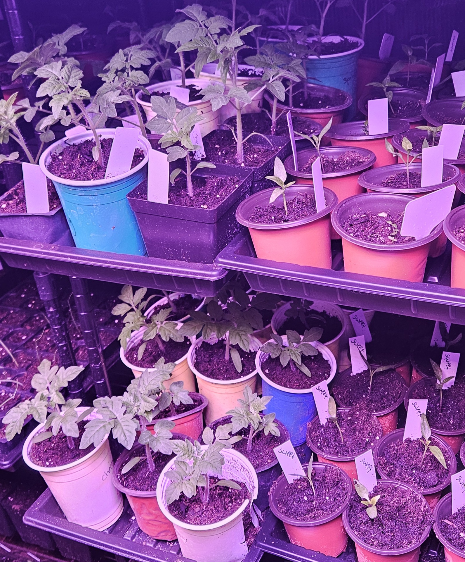 How to Start a Garden with Almost No Money